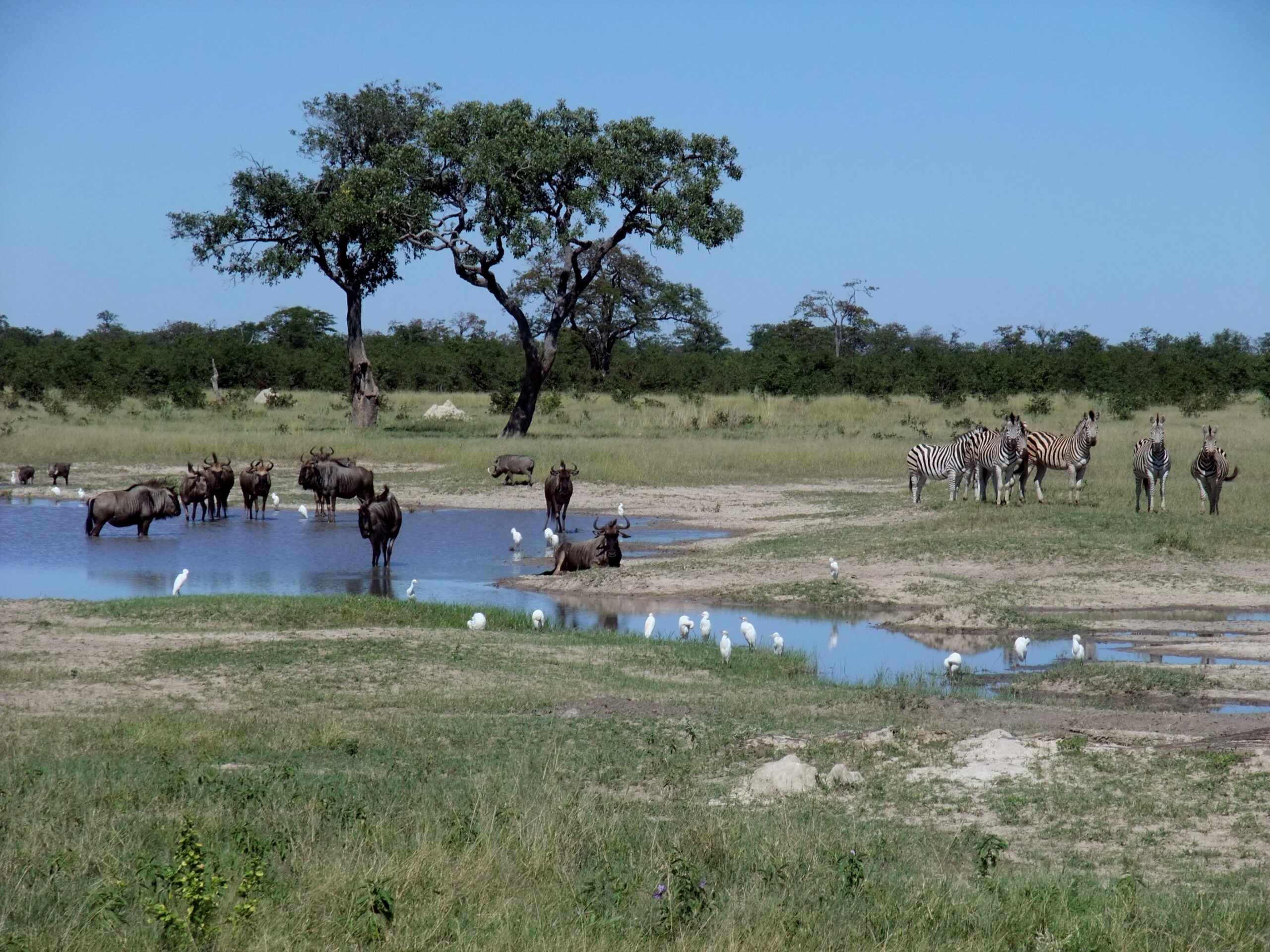 Chobe National Park Botswana